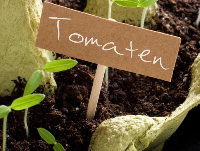 kann man tomaten stuetzen tomaten anbinden tomaten anzucht eierkarton
