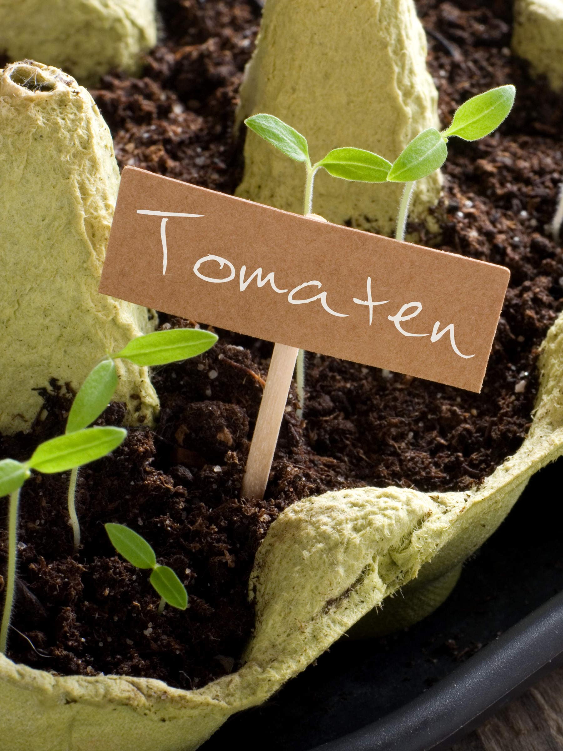 kann man tomaten stuetzen tomaten anbinden tomaten anzucht eierkarton