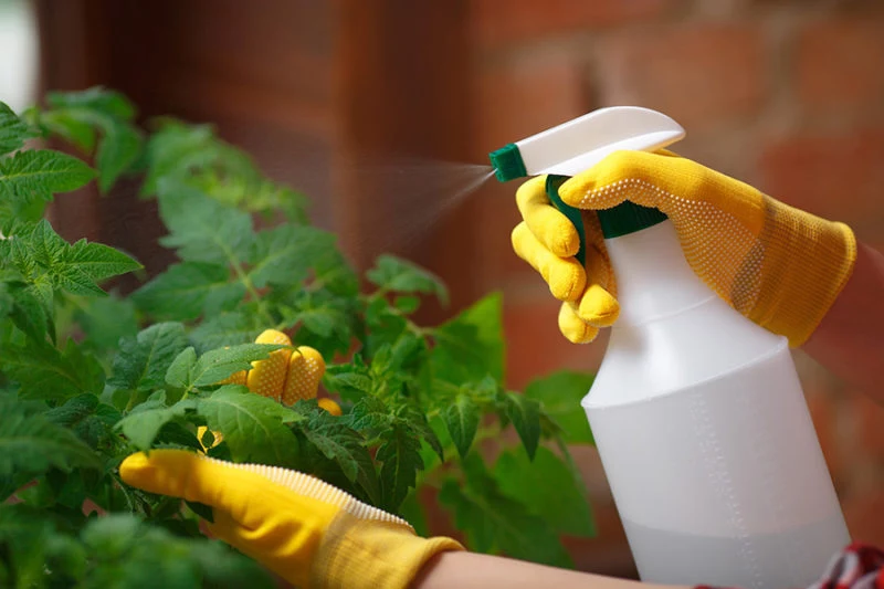 knoblauchsud gegen schaedlinge im garten