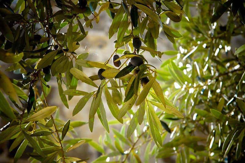 olivenbaum bekommt gelbe blaetter und braune flecken warum hat der olivenbaum gelbe blaetter grosser olivenbaum schwarze oliven