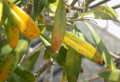 Olivenbaum bekommt gelbe Blätter und braune Flecken: Wie kann ich meinen Olivenbaum retten?
