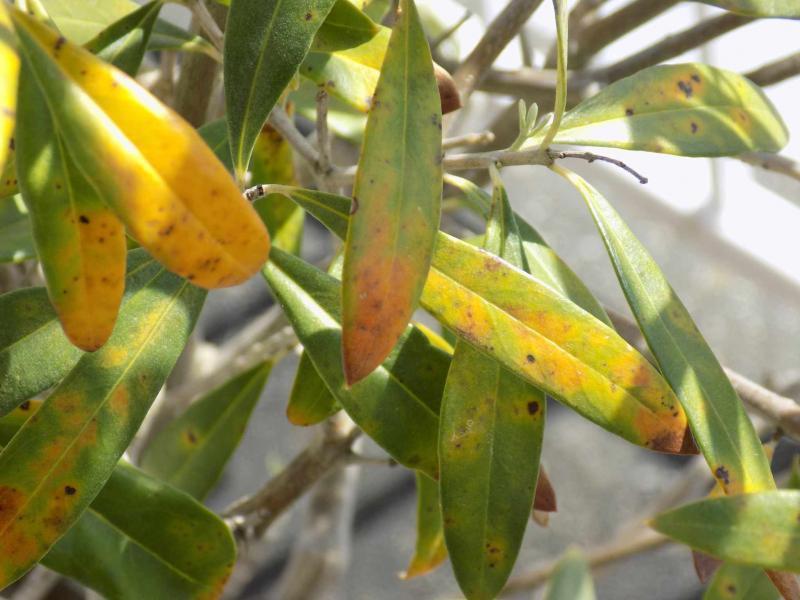 olivenbaum bekommt gelbe blaetter warum hat olivenbaum gelbe blaetter olivenbaum mit gelben blaettern und flecken