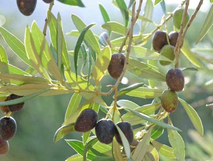 olivenbaum gelbe blaetter abschneiden wie kann ich meinen olivenbaum retten olivenbaum mit reifen oliven