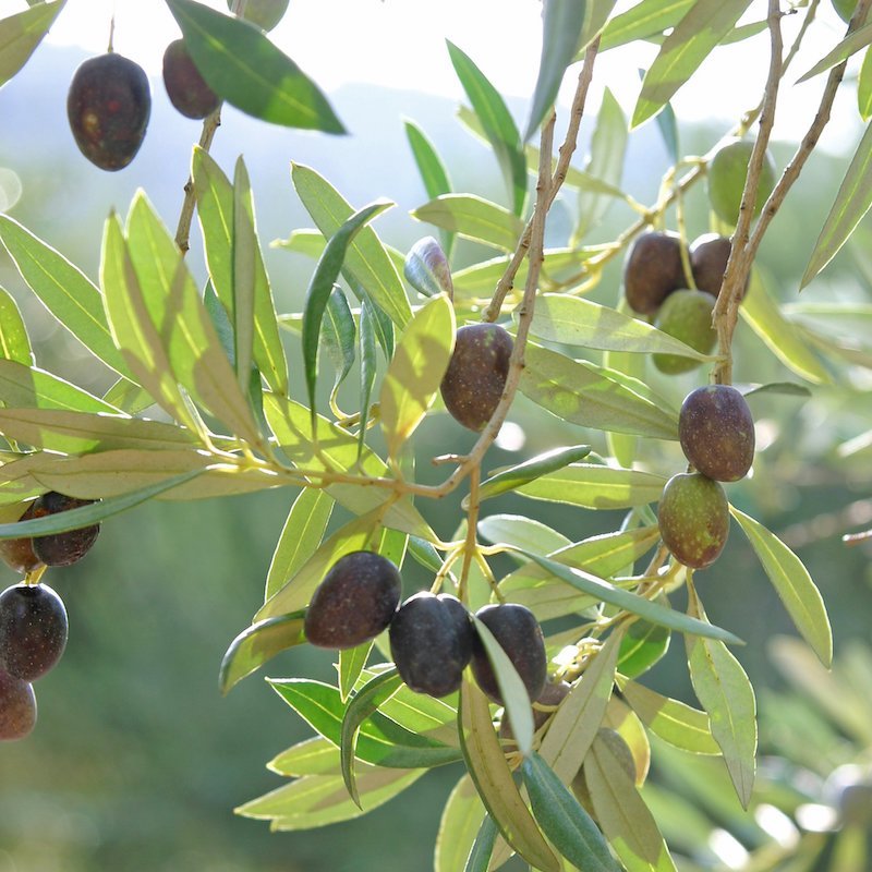 olivenbaum gelbe blaetter abschneiden wie kann ich meinen olivenbaum retten olivenbaum mit reifen oliven