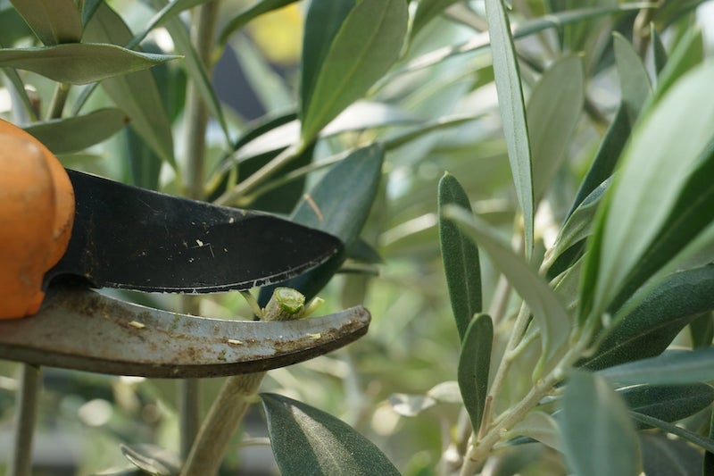 olivenbaum gelbe blaetter der olivenbaum bekommt gelbe blaetter und braune flecken olivenbaum abschneiden