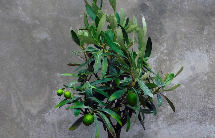 olivenbaum gelbe blaetter nach bluete wenn der olivenbaum gelbe blaetter bekommt olivenbaum in blumentopf