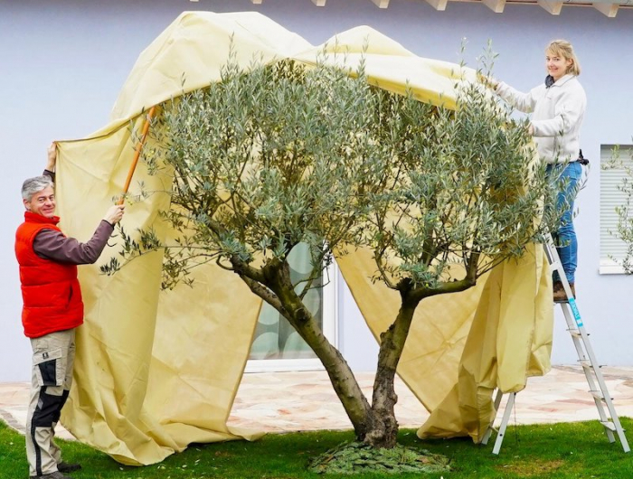 olivenbaum gelbe blaetter ursache kann man erfrorene olivenbaum retten olivenbaum vor winterruhe mit vlies decken