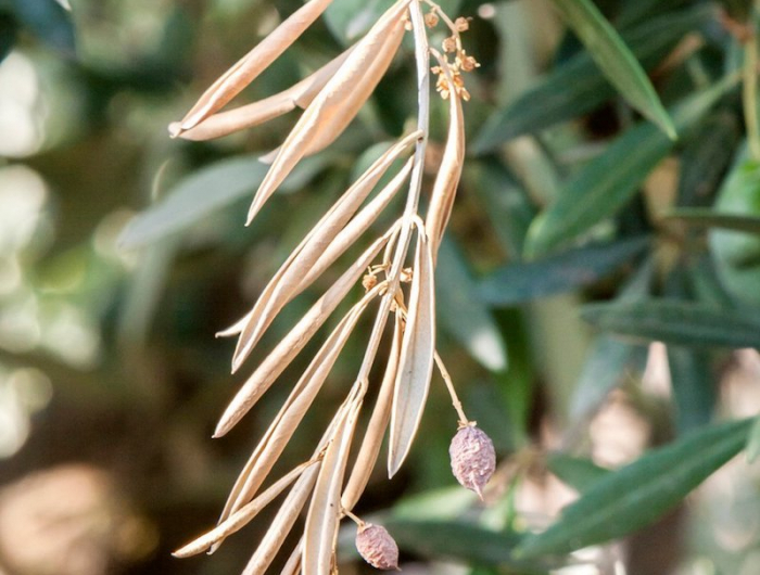 olivenbaum gelbe blaetter ursache wenn olivenbaum gelbe blaetter bekommt olivenbaum ausgetrocknete aeste