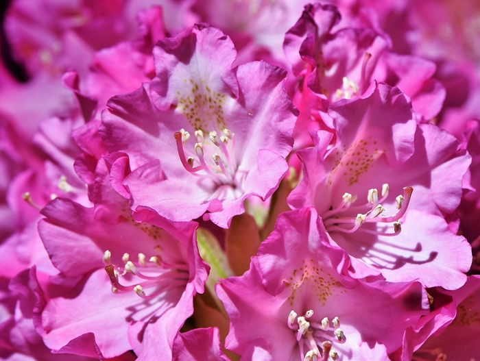 rhododendron blueten schneiden im fruehjahr methode und tipps