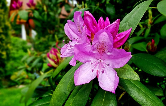rhododendron umpflanzen und zurueckschneiden im herbst rosa bluehten
