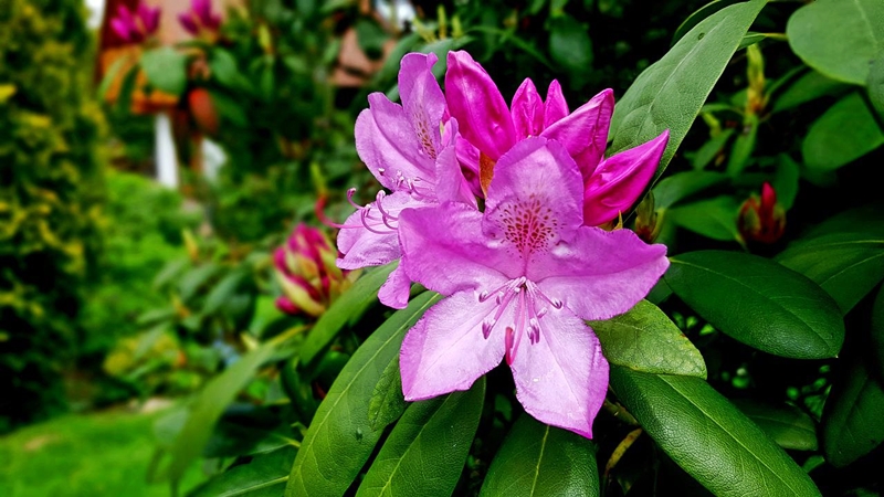 rhododendron umpflanzen und zurueckschneiden im herbst rosa bluehten