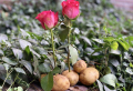 Gartenprofis verraten: Rose in Kartoffel stecken und ziehen. Ja, so können Sie Rosen vermehren!
