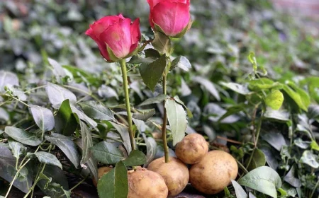 rose in kartoffel stecken und ziehen mit honig stimulieren