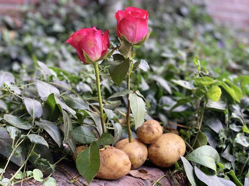 rose in kartoffel stecken und ziehen mit honig stimulieren