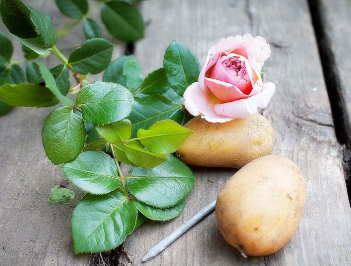 rosen auf kartoffel ziehen wie es funktioniert