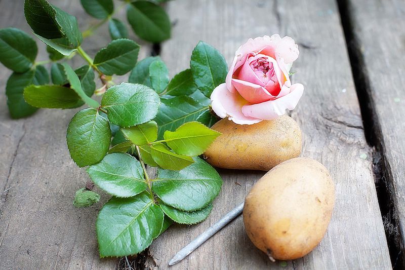 rosen auf kartoffel ziehen wie es funktioniert