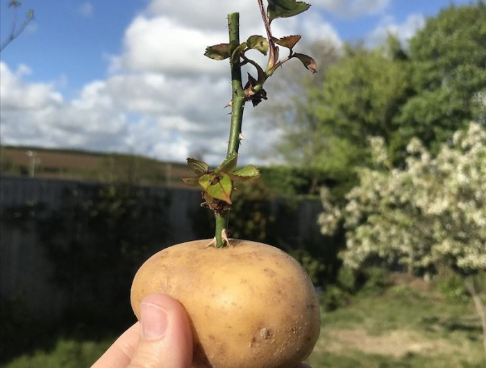 rosen in kartofel stecken und vermehren die einfachste methode