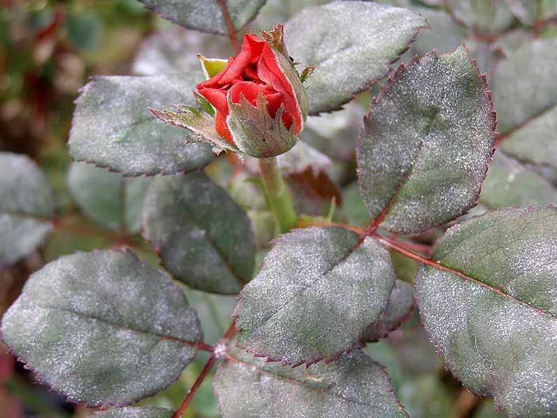 rosenblätter weisser belag echter mehltau an rosen