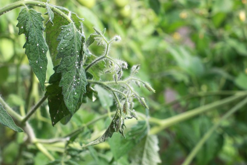 schädlinge für tomaten weissfliegen an tomaten erkennen