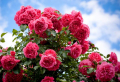 Rosen für Halbschatten: Ein nützlicher Artikel für jeden Gärtner!