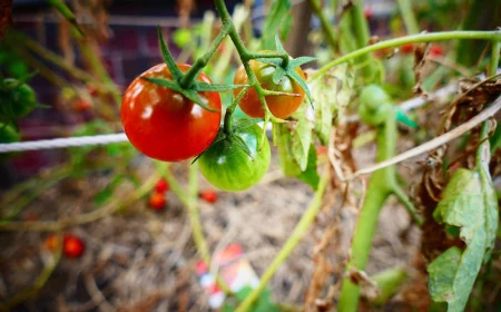 schöne reiche tomatenernte im garten die richtige pflege tomaten gießen