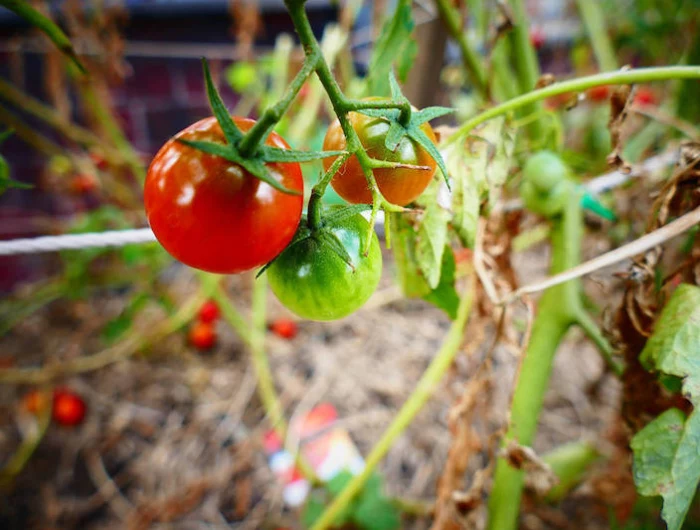 schöne reiche tomatenernte im garten die richtige pflege tomaten gießen