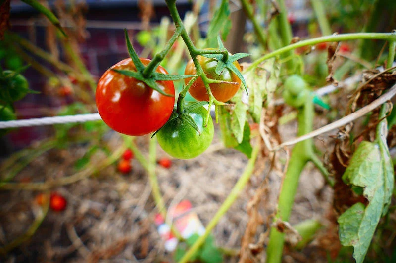 schöne reiche tomatenernte im garten die richtige pflege tomaten gießen