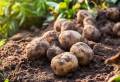 Mischkultur bei Kartoffeln: Welche Pflanzen schützen Kartoffeln?
