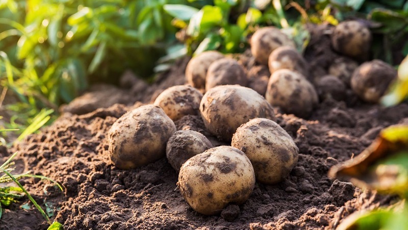 schutz fuer kartoffel welche pflanzenschutz ist das beste