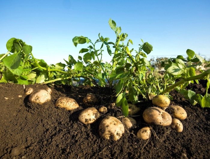 so gelingt der pflanzenschutz im kartoffelanbau sehr einfach