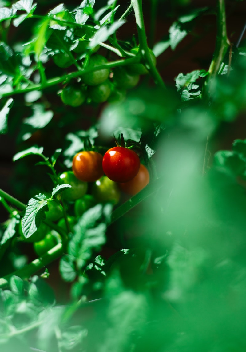 so gelingt eine reiche ernte pflegetipps fuer tomaten nur hier