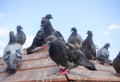 Tauben von dem Balkon vertreiben: Effektive Mittel zur Taubenabwehr