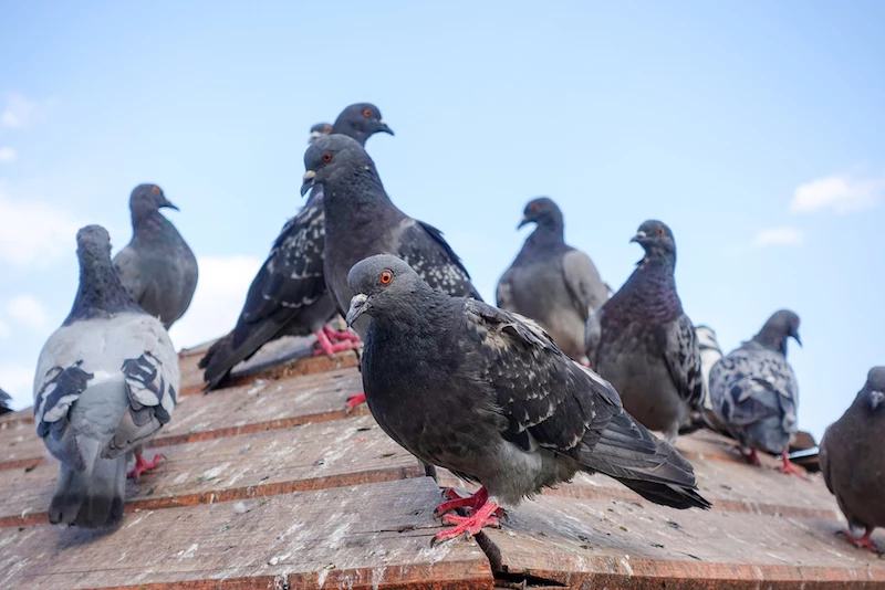 tauben von dem balkon vertreiben