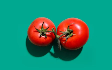 tipps fuer den anbau von tomaten ultimative tipps hier