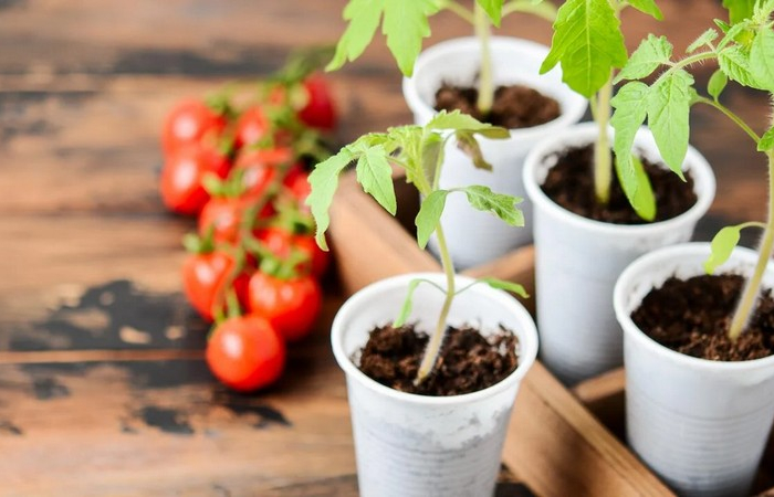 tomaten anbinden im topf was moegen tomatenpflanzen nicht feine tomaten stengel in plastiktassen