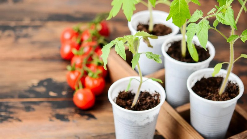 tomaten anbinden im topf was moegen tomatenpflanzen nicht feine tomaten stengel in plastiktassen