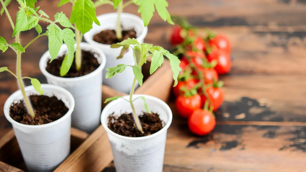 tomaten anbinden im topf was moegen tomatenpflanzen nicht feine tomaten stengel in plastiktassen