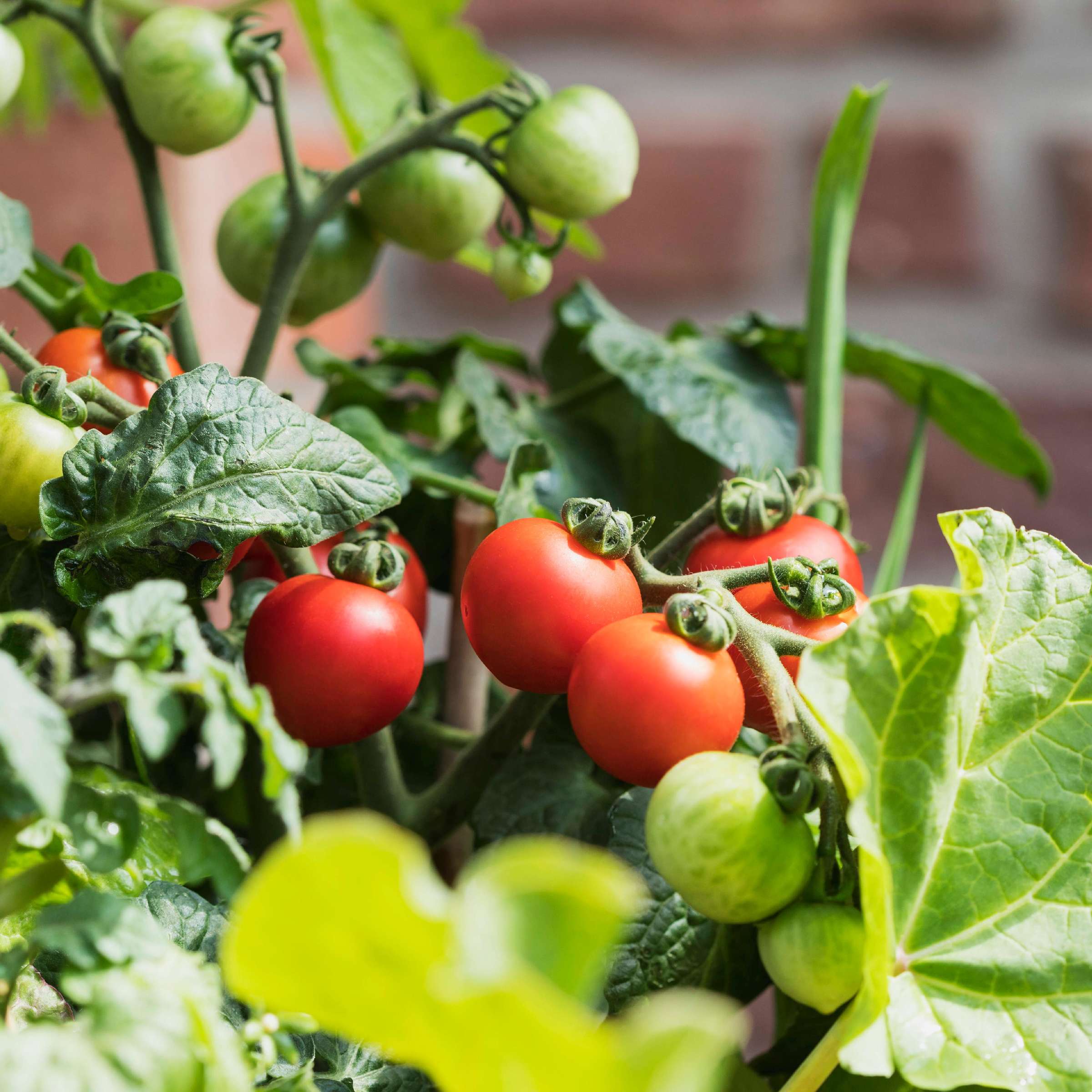 tomaten anbinden im topf welche rankhilfe fuer tomaten tomate beete rote und gruene tomaten