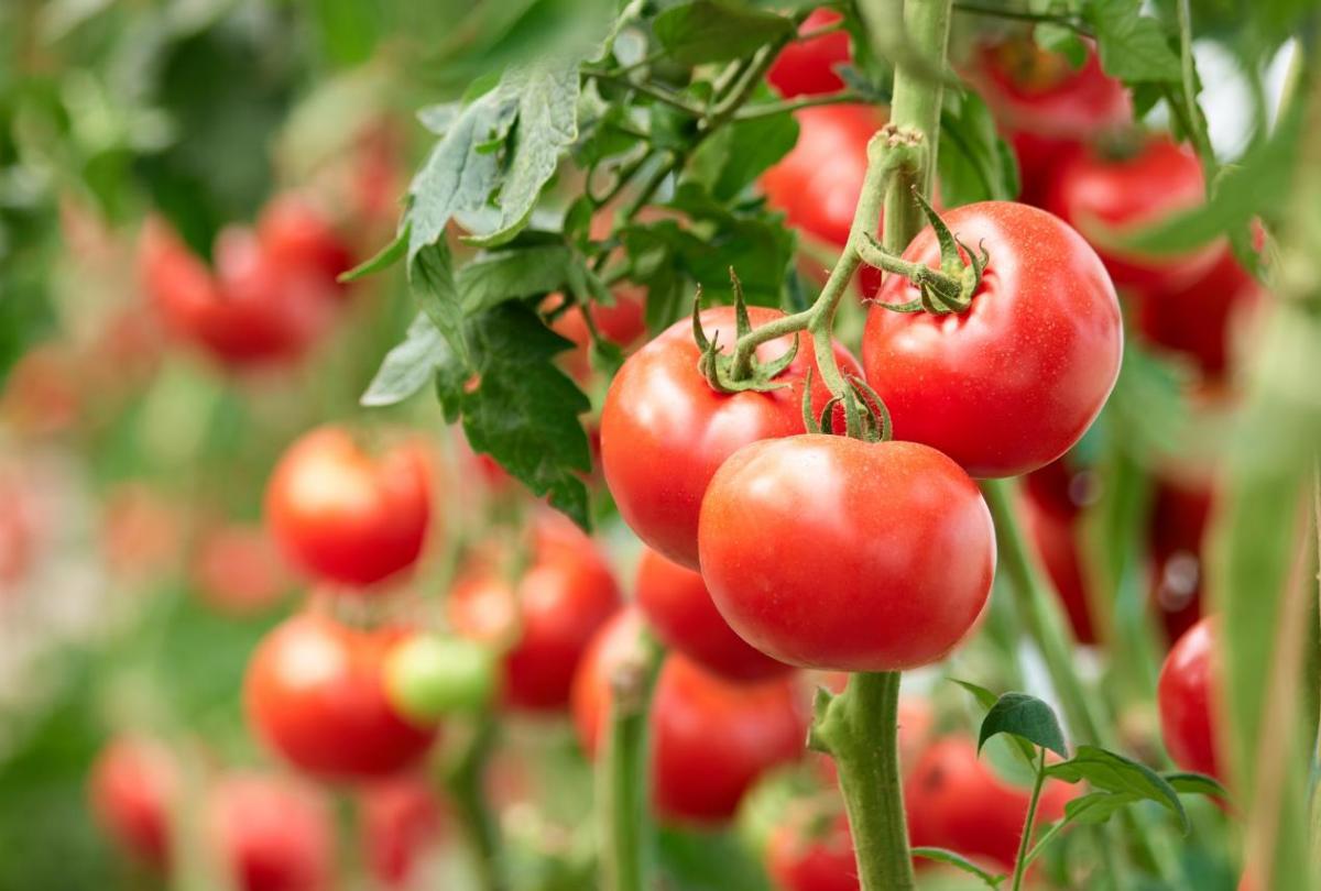 tomaten anbinden knoten ab wann tomaten binden rote tomaten von nah