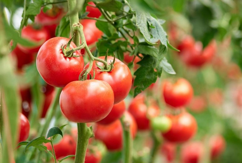 tomaten anbinden knoten ab wann tomaten binden rote tomaten von nah