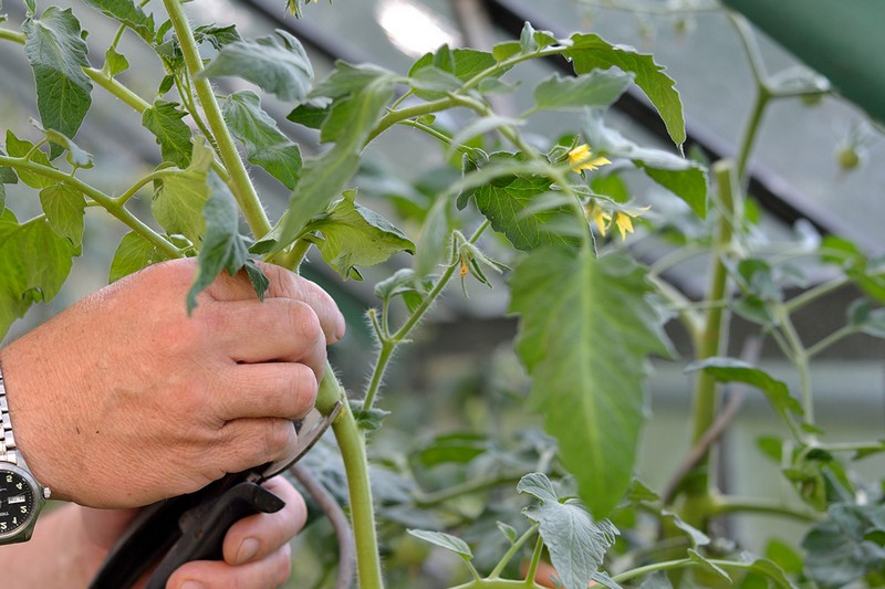 tomatenpflanze schneiden
