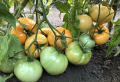 Tomatenpflanzen schneiden und richtig ausgeizen. Sichern Sie sich fantastische Ernte durch die richtige Pflege
