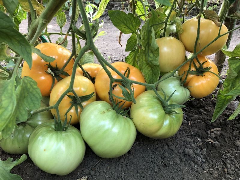 tomaten beschneiden schritt für schritt anleitung und tipps