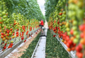 Tomaten düngen im Juni 2022: Womit können Sie Tomaten füttern, um eine reiche Ernte zu erzielen?