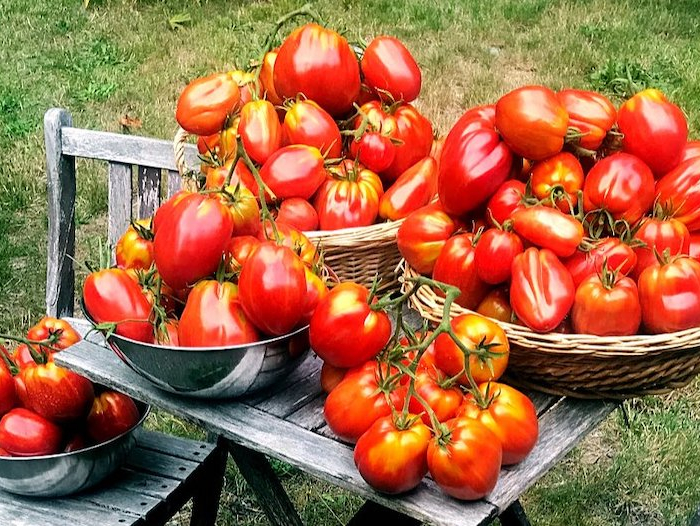 tomaten duengen in juni was muessen sie wissen