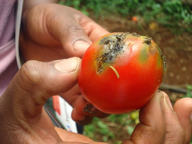 tomaten krankheiten tuta absoluta