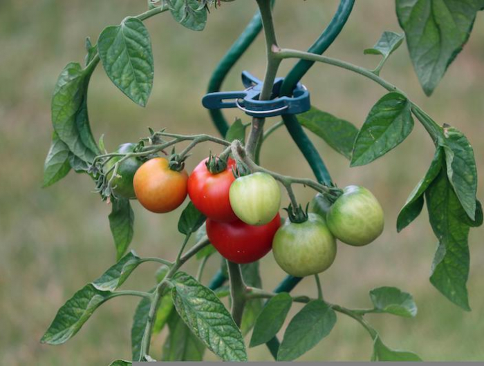 tomaten pflanzen schneiden im garten
