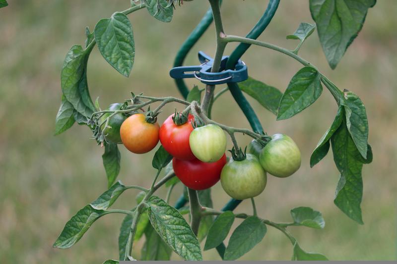 tomaten pflanzen schneiden im garten