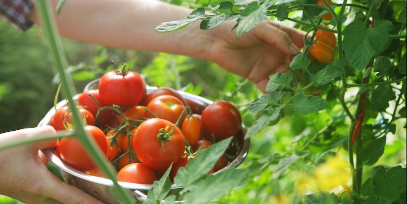 tomaten pflege tipps im juni und juli sind hier