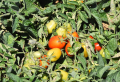 Tomaten-Schädlinge: Alles, was Sie wissen müssen! Hilfreiche Tipps zur Bekämpfung
